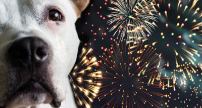 BVA promotes pet safety during New Year’s Eve fireworks